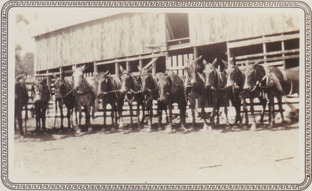 1930-00-00-HorsesAtFtGriffinBarn.jpg