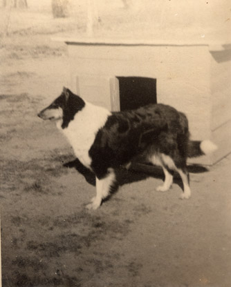 1950-00-00-SieversShowCollie.jpg